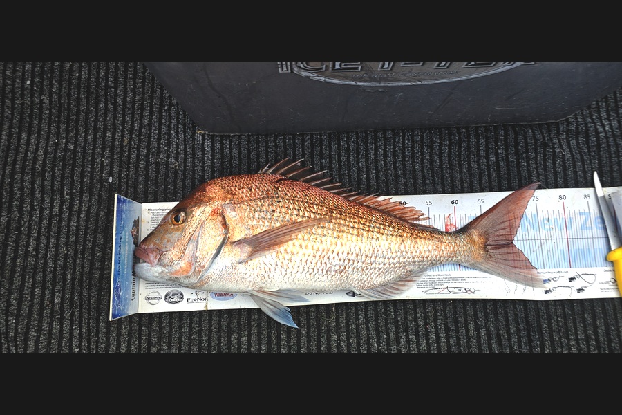 Frank van Vroonhoven caught this 70.0cm Snapper at Bay of Plenty during The Export NZ Fishing Competition