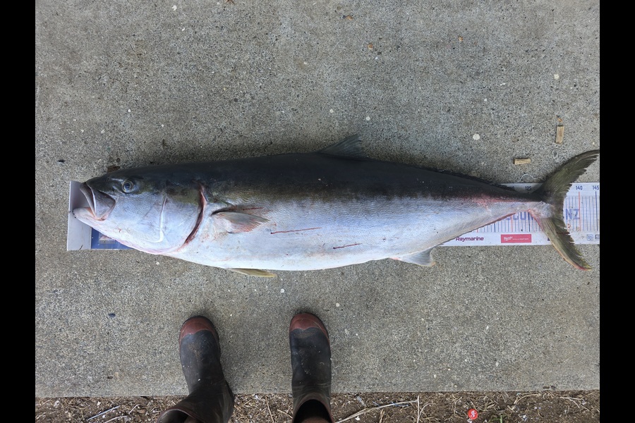 Joel Davies caught this 135.0cm Kingfish at Northland during The Export NZ Fishing Competition