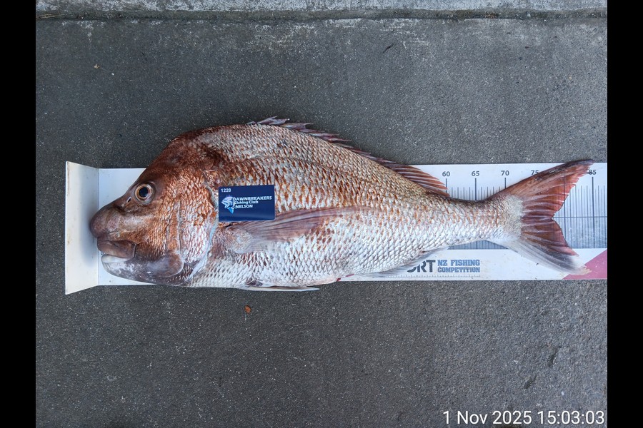 Corey Parsons caught this 77.5cm Snapper at Nelson/Marlborough during The Export NZ Fishing Competition