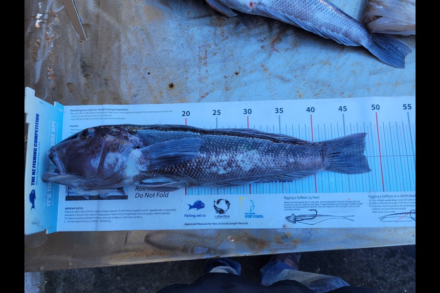 Robert Falconer caught this 47.5cm Blue Cod at Taranaki during The Export NZ Fishing Competition