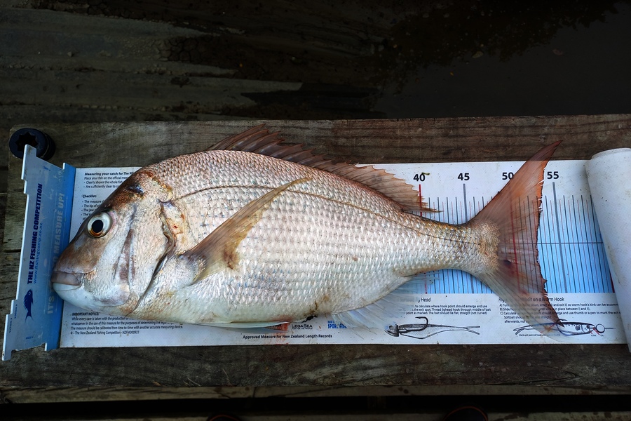 Kyle Richmond caught this 52.5cm Snapper at Auckland during The Export NZ Fishing Competition