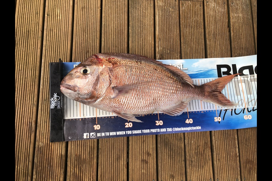 Phil Shields caught this 52.0cm Snapper at Northland during The Export NZ Fishing Competition