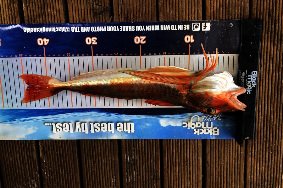 Phil Shields caught this 44.0cm Gurnard at Northland during The Export NZ Fishing Competition