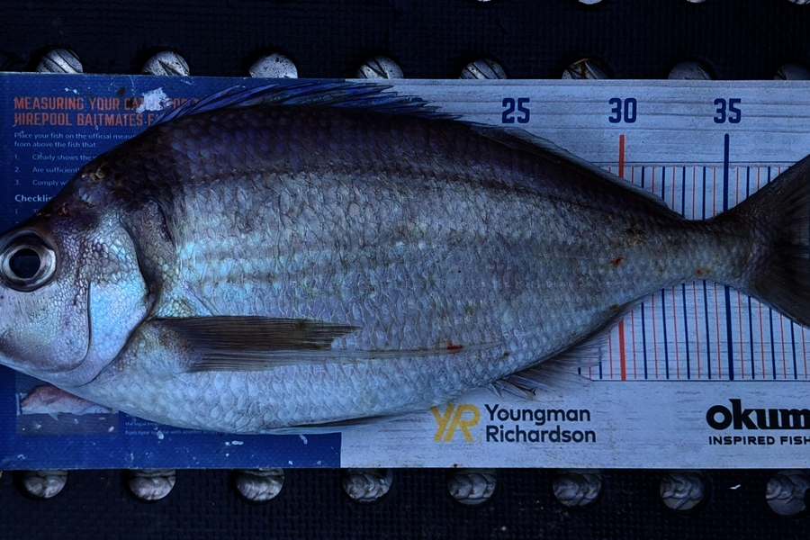 Barry  Howard caught this 39.0cm Tarakihi at Auckland during The Export NZ Fishing Competition