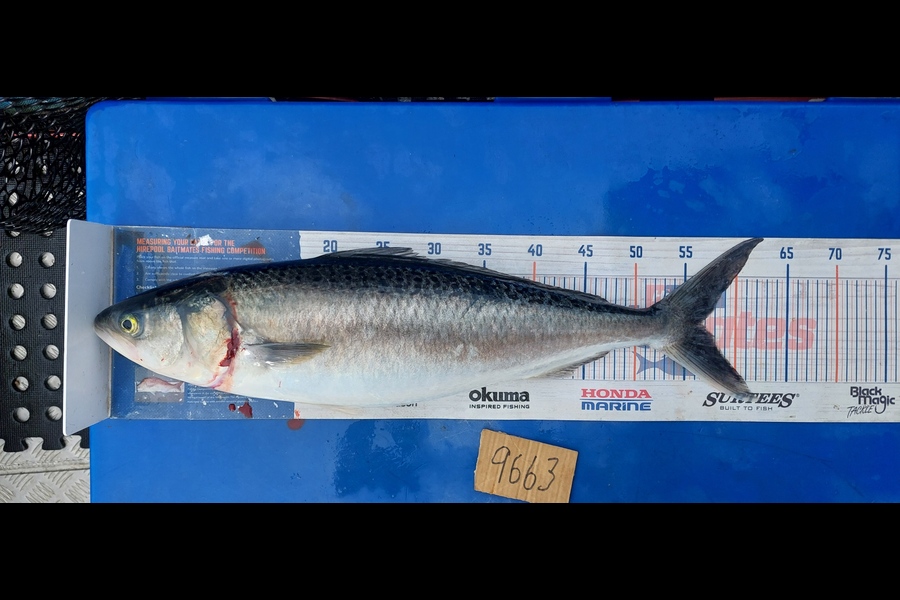 Barry  Howard caught this 56.5cm Kahawai at Auckland during The Export NZ Fishing Competition