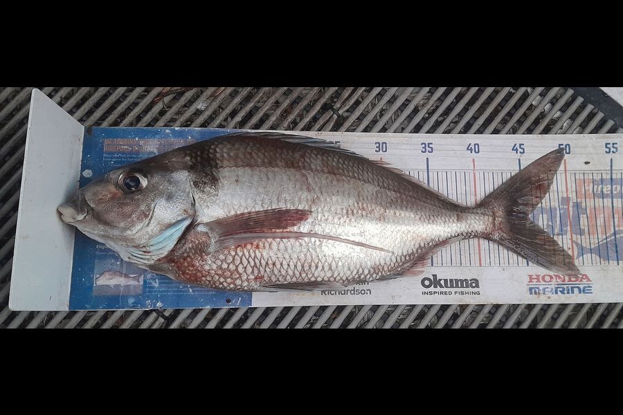 Leigh Page caught this 45.5cm Tarakihi at Wellington during The Export NZ Fishing Competition