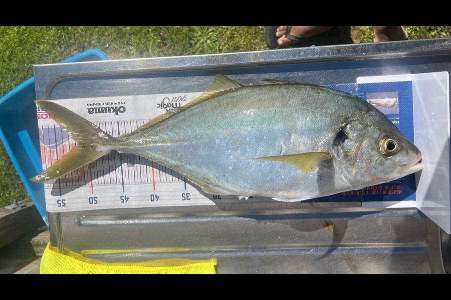 Joyson Dsilva caught this 51.5cm Trevally at Taranaki during The Export NZ Fishing Competition