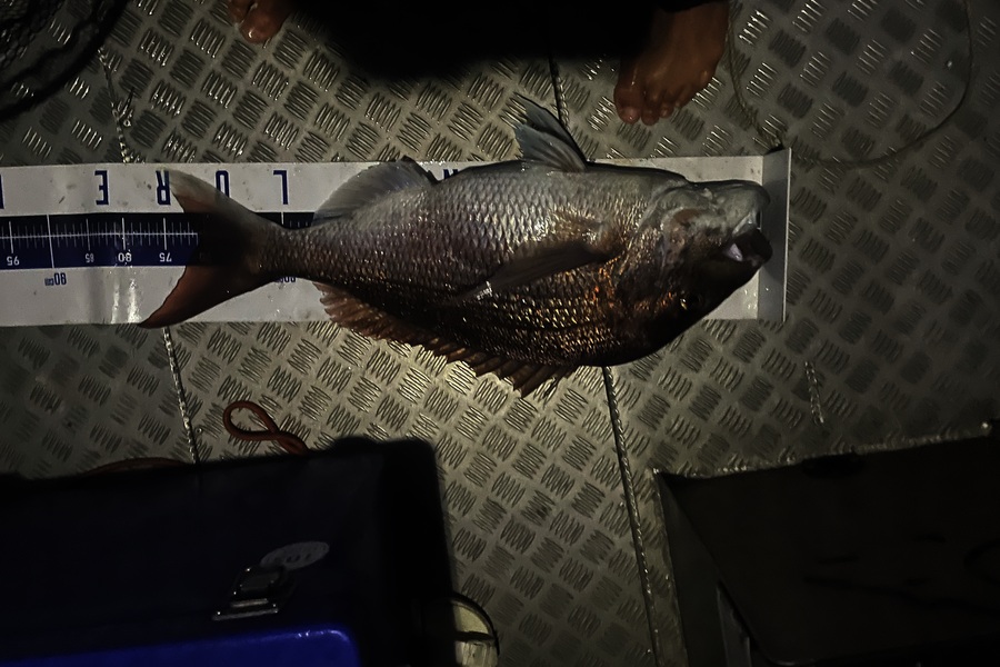 Matt Harrison caught this 70.5cm Snapper at Northland during The Export NZ Fishing Competition