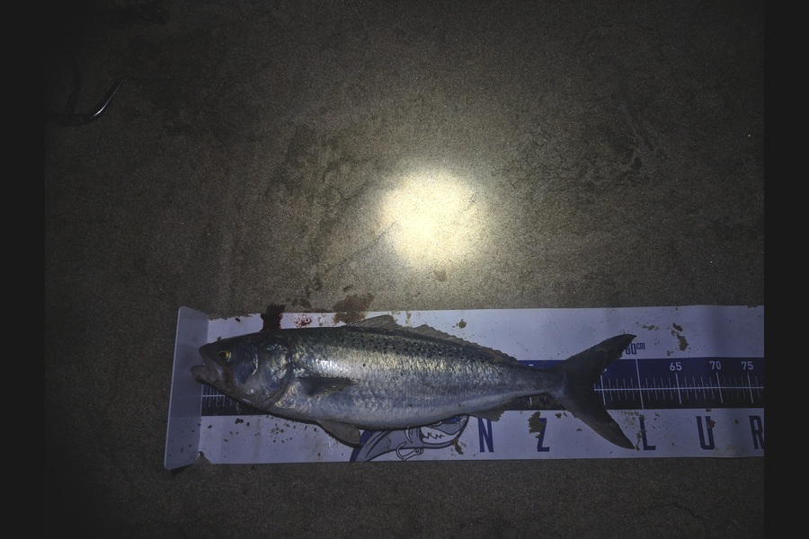 Rosie Phillips caught this 53.5cm Kahawai at Northland during The Export NZ Fishing Competition