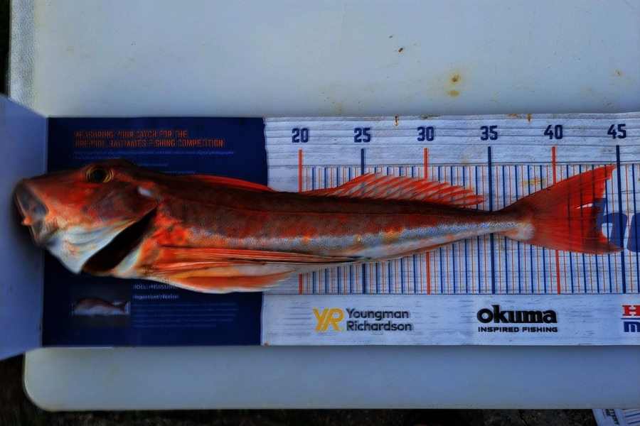Nixin Ray caught this 41.5cm Gurnard at Nelson/Marlborough during The Export NZ Fishing Competition