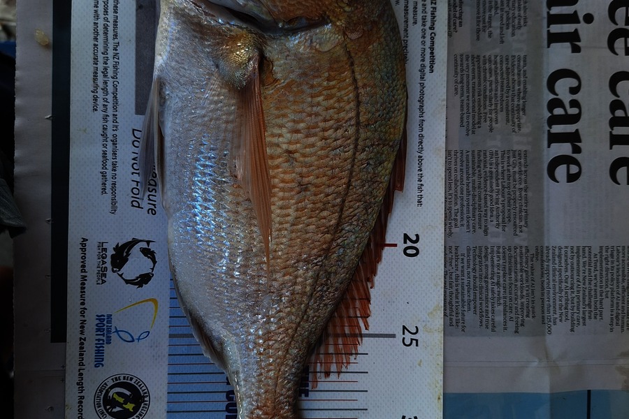Dick Bavelaar caught this 34.5cm Snapper at Auckland during The Export NZ Fishing Competition