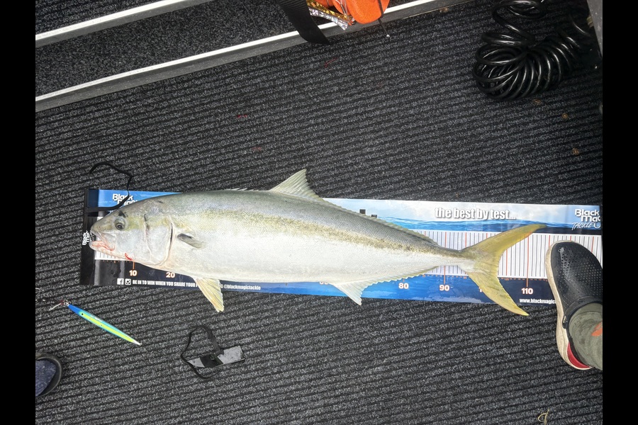 Phil Steel caught this 103.0cm Kingfish at Nelson/Marlborough during The Export NZ Fishing Competition