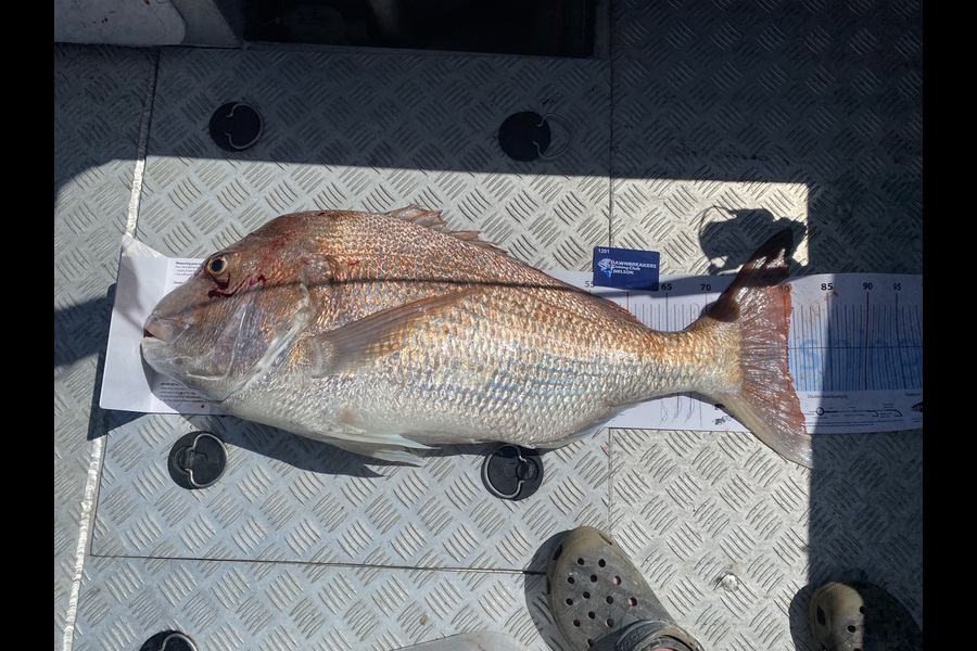 Matt Nesbit caught this 80.0cm Snapper at Nelson/Marlborough during The Export NZ Fishing Competition