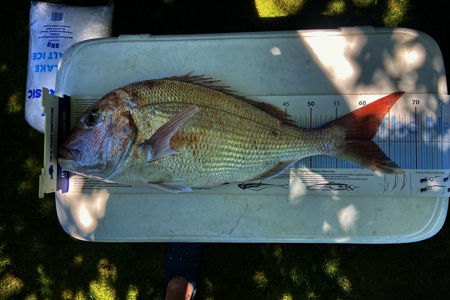 Hilman Solomon caught this 61.5cm Snapper at Waikato during The Export NZ Fishing Competition