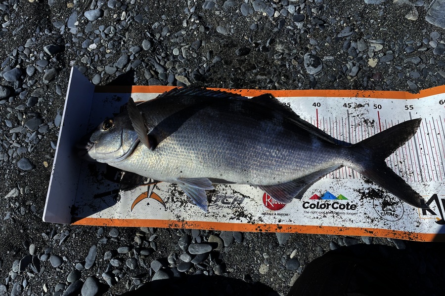 Brendon  Kovacs  caught this 50.0cm Blue Moki at Wairarapa
 during The Export NZ Fishing Competition