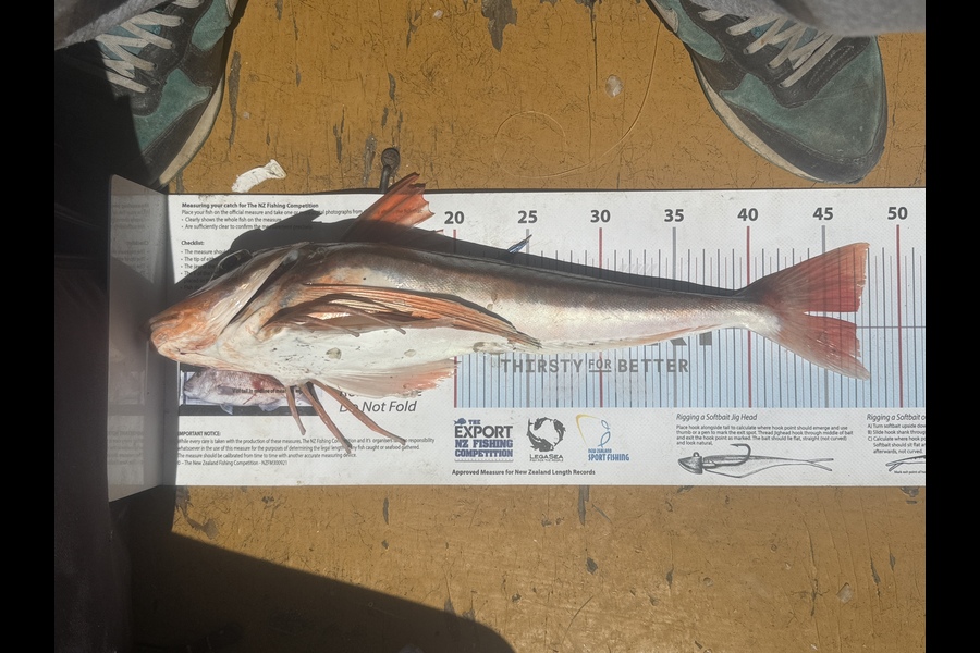 Anthony Kelsall caught this 47cm Gurnard at Auckland during The Export NZ Fishing Competition