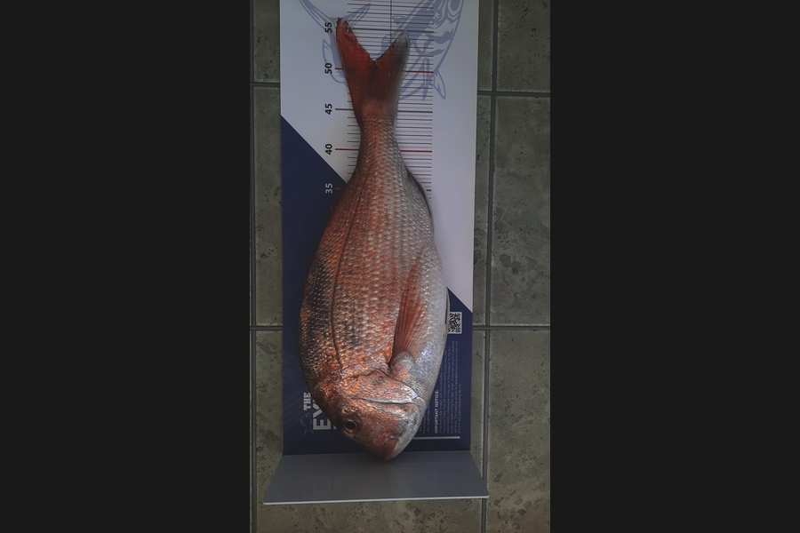 John Hickey caught this 51.0cm Snapper at Auckland during The Export NZ Fishing Competition