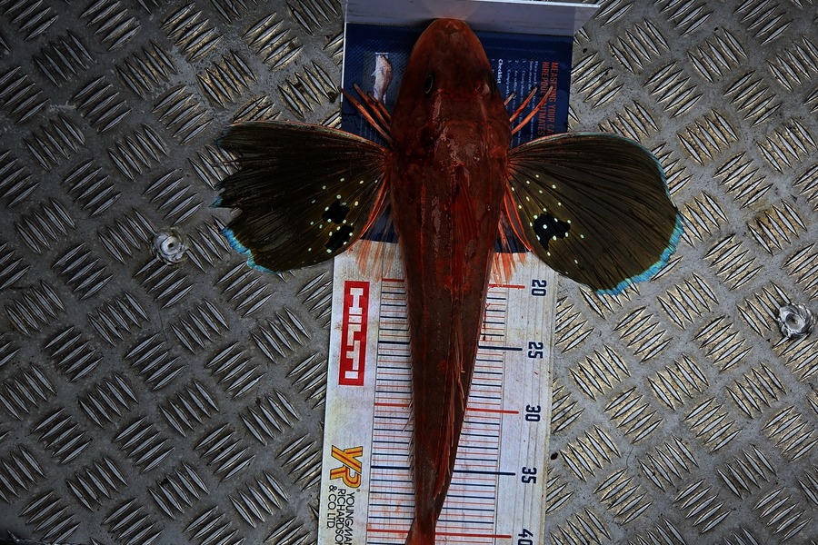 Keith Harvey caught this 45.0cm Gurnard at Taranaki during The Export NZ Fishing Competition