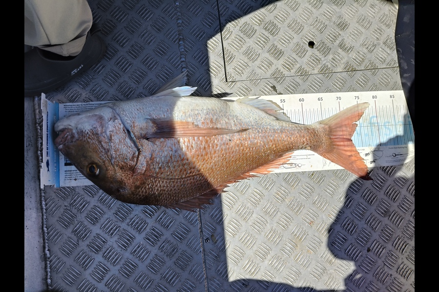 Tony Luo caught this 72.0cm Snapper at Auckland during The Export NZ Fishing Competition