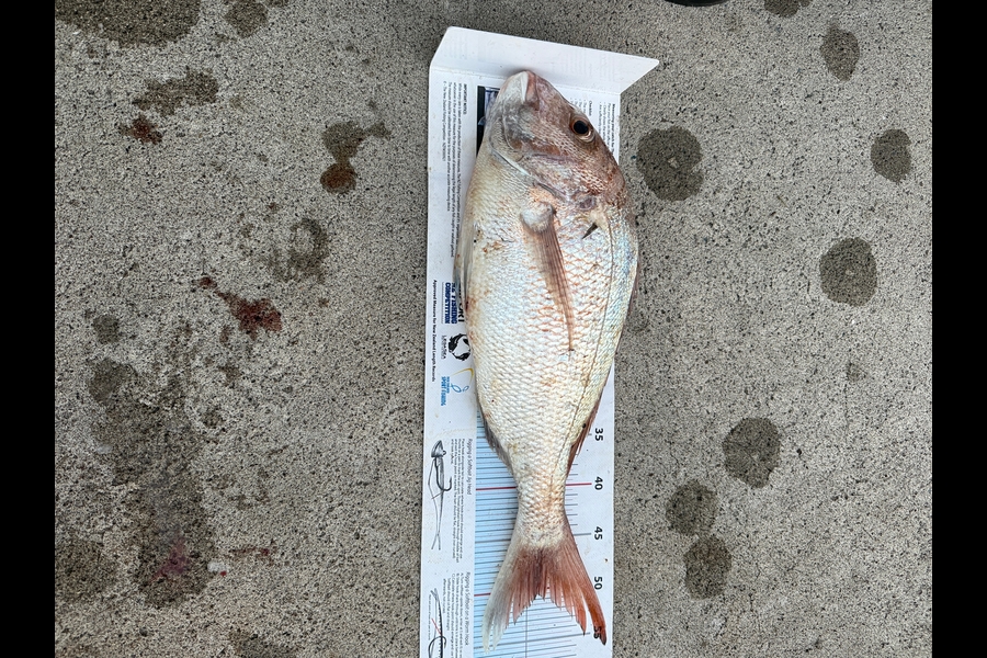 Anthony Kelsall caught this 51.0cm Snapper at Auckland during The Export NZ Fishing Competition