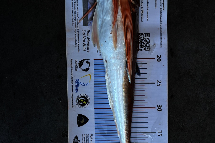 RAY MARKHAM caught this 45.0cm Gurnard at Taranaki during The Export NZ Fishing Competition