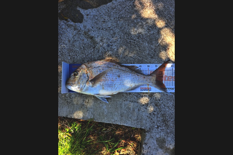 Dylan Ray caught this 59.0cm Snapper at Nelson/Marlborough during The Export NZ Fishing Competition