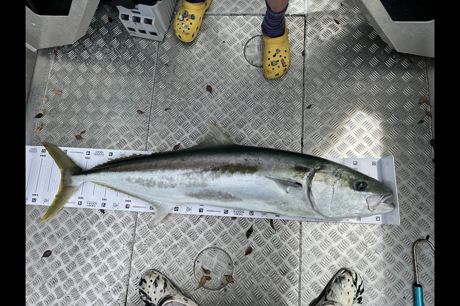 Nick Hoyle caught this 130.0cm Kingfish at Coromandel during The Export NZ Fishing Competition