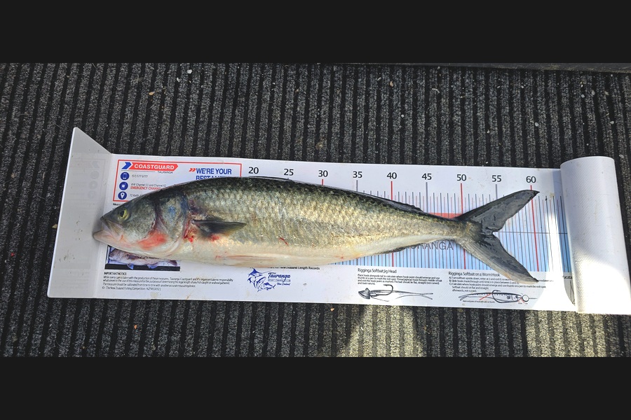 Frank van Vroonhoven caught this 54.0cm Kahawai at Bay of Plenty during The Export NZ Fishing Competition