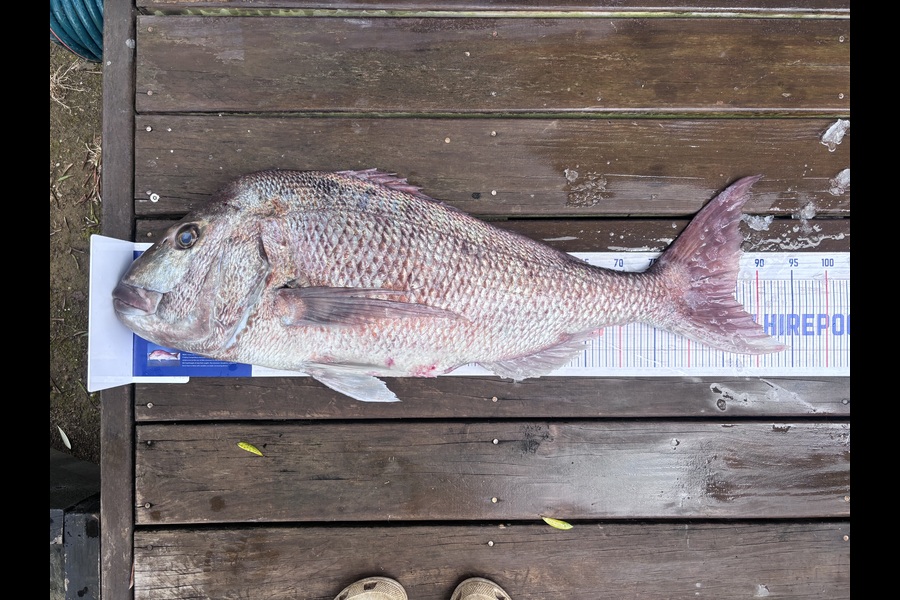 Percy  Cooper caught this 86.0cm Snapper at Northland during The Export NZ Fishing Competition