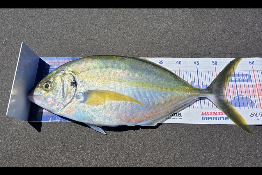Holly Stuart caught this 51.5cm Trevally at Taranaki during The Export NZ Fishing Competition