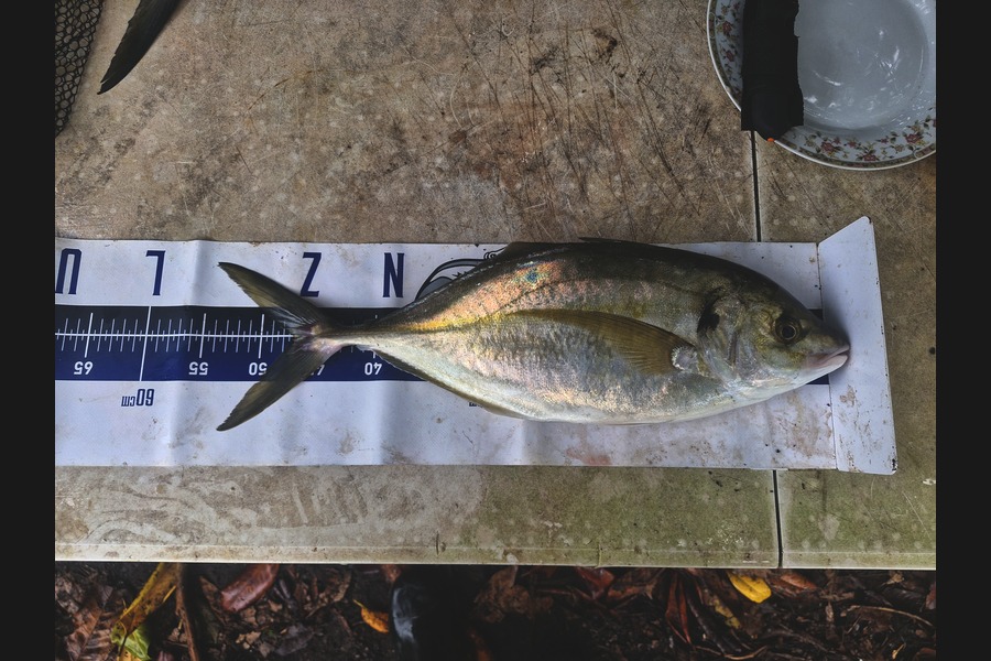 Rosie Phillips caught this 47.0cm Trevally at Northland during The Export NZ Fishing Competition