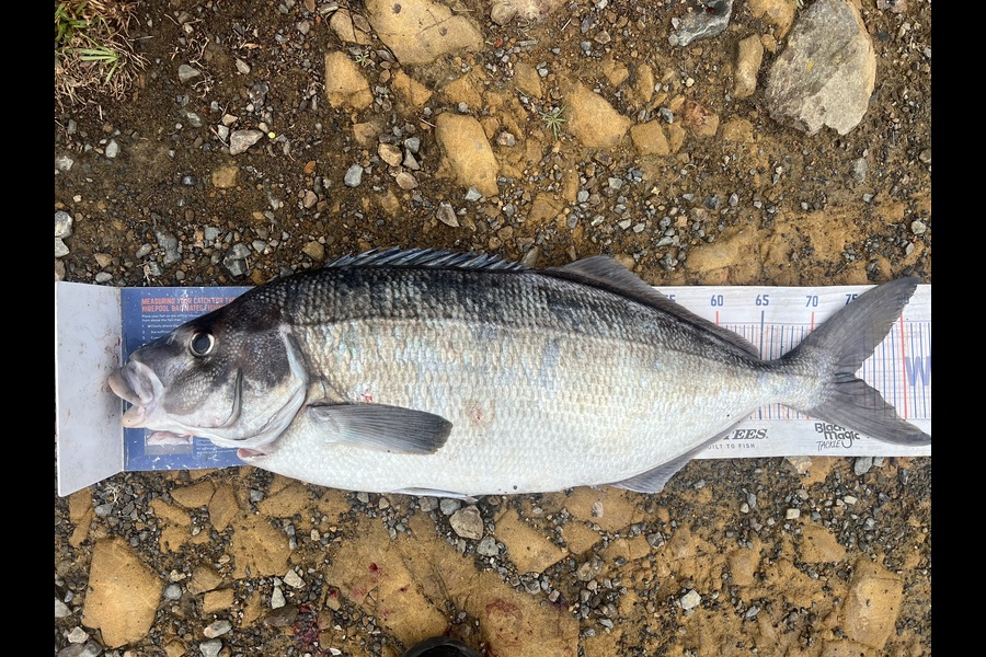 Juilo Dos Santos caught this 75.0cm Blue Moki at Wellington during The Export NZ Fishing Competition