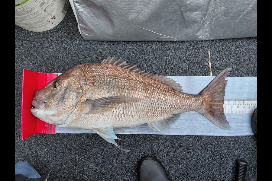 Mike Crawford caught this 78.0cm Snapper at Northland during The Export NZ Fishing Competition