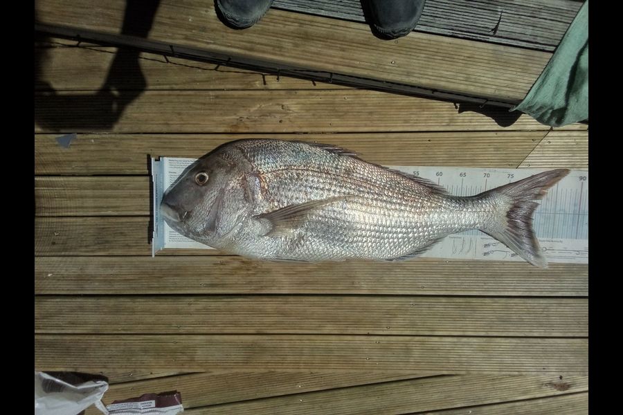 Yolande Jeffares caught this 80.5cm Snapper at Nelson/Marlborough during The Export NZ Fishing Competition