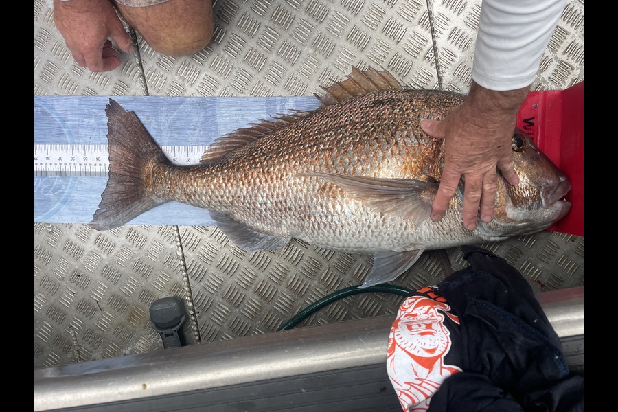 Matt Harrison caught this 84.0cm Snapper at Northland during The Export NZ Fishing Competition