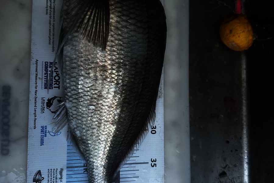 Troy  George  caught this 43.5cm Tarakihi at Taranaki during The Export NZ Fishing Competition