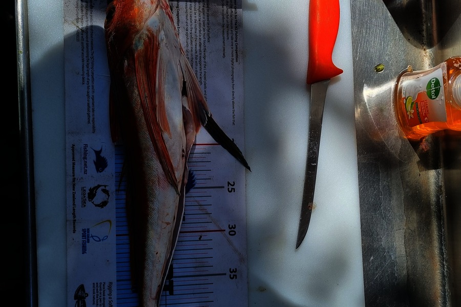 Kory Moorcock caught this 45.5cm Gurnard at East Cape during The Export NZ Fishing Competition