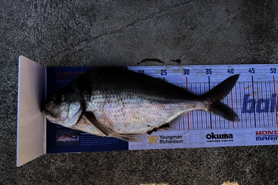 Andrew Froome caught this 37.0cm Tarakihi at Taranaki during The Export NZ Fishing Competition