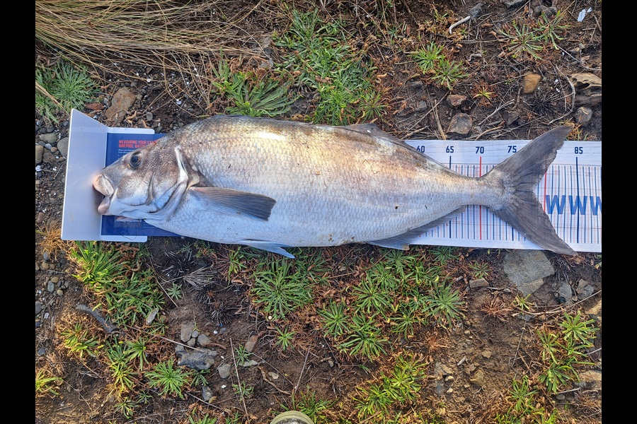 Harry Kovacs caught this 78.0cm Blue Moki at Wellington during The Export NZ Fishing Competition