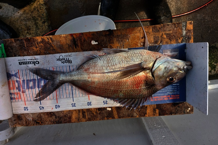 Brett Wilson caught this 42.0cm Tarakihi at Wellington during The Export NZ Fishing Competition
