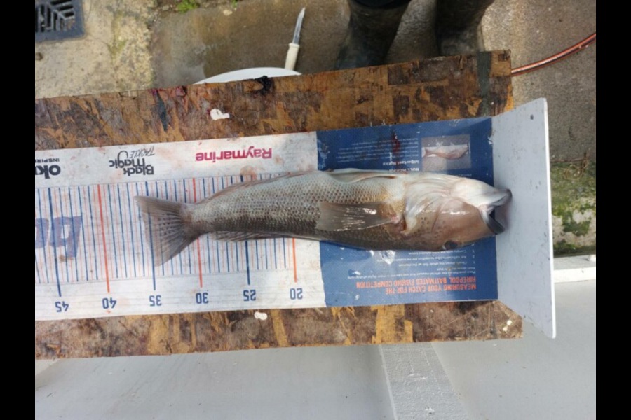 Brett Wilson caught this 35.0cm Blue Cod at Wellington during The Export NZ Fishing Competition