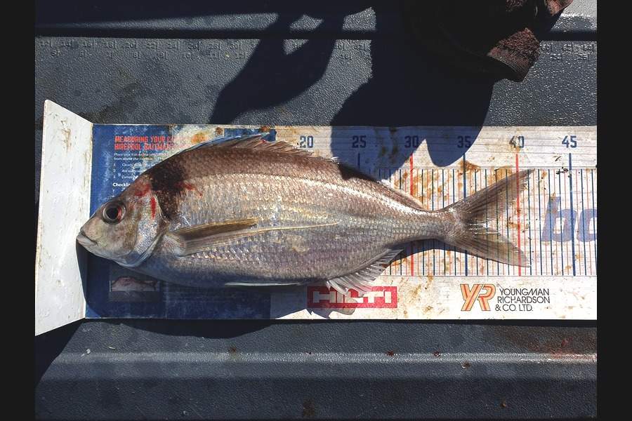 Dan Musson caught this 36.5cm Tarakihi at Wellington during The Export NZ Fishing Competition