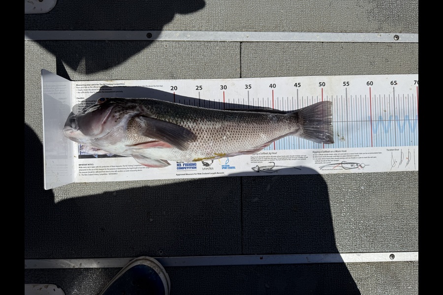 Andrew Baxter caught this 52.0cm Blue Cod at Nelson/Marlborough during The Export NZ Fishing Competition