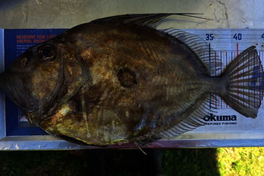 Holly Stuart caught this 45cm John Dory at Taranaki during The Export NZ Fishing Competition