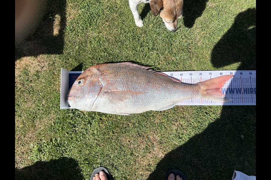 Craig Treneman caught this 79.5cm Snapper at Hawkes Bay during The Export NZ Fishing Competition
