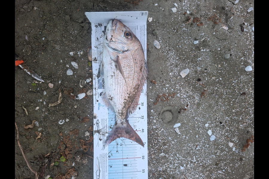 Paul Gebbie caught this 42.0cm Snapper at Auckland during The Export NZ Fishing Competition