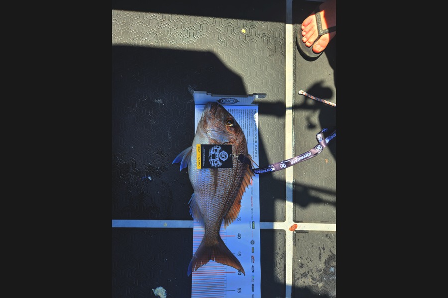 Scott Whitaker caught this 46.0cm Snapper at Coromandel during The Export NZ Fishing Competition