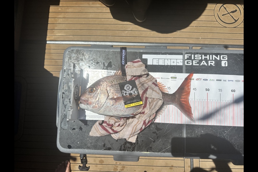 Francis Van Den Einden caught this 42.5cm Snapper at Coromandel during The Export NZ Fishing Competition