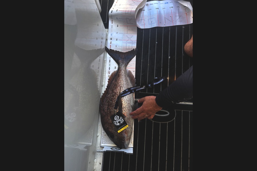 Mutton Sutton caught this 61.0cm Snapper at Coromandel during The Export NZ Fishing Competition