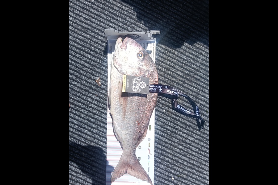 Reon Williams caught this 56.0cm Snapper at Coromandel during The Export NZ Fishing Competition